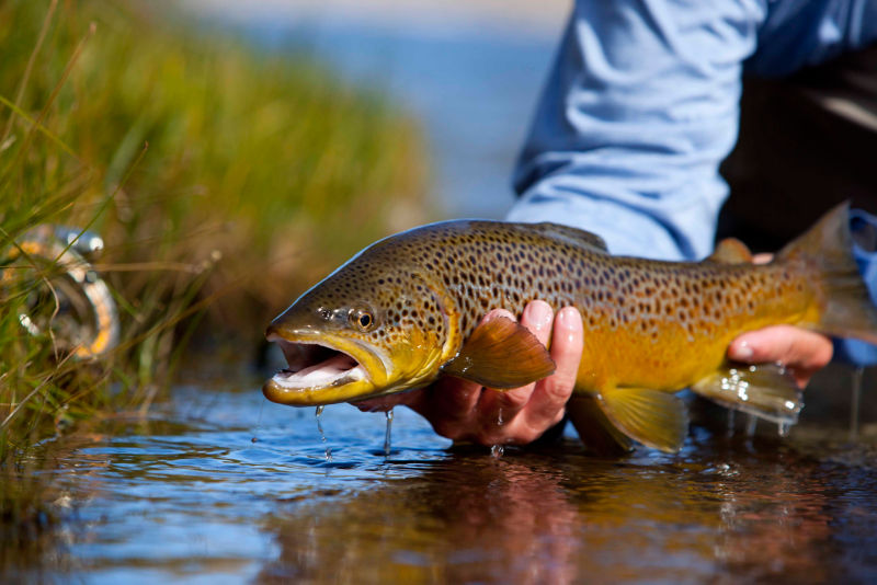 8C6A_Family_School_Trout_5