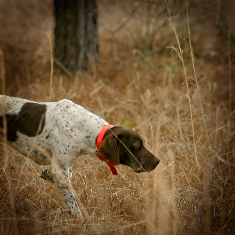 Pursell2015_Hunting-Dogs